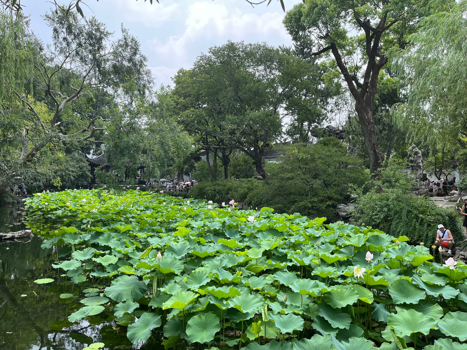 拙政园里夏日荷塘与树影